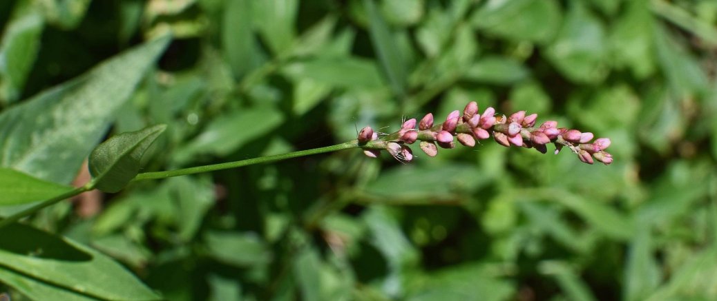 Vogelknöterich