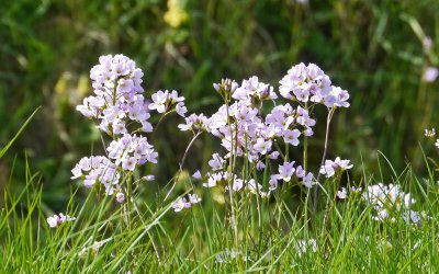 Wiesenschaumkraut