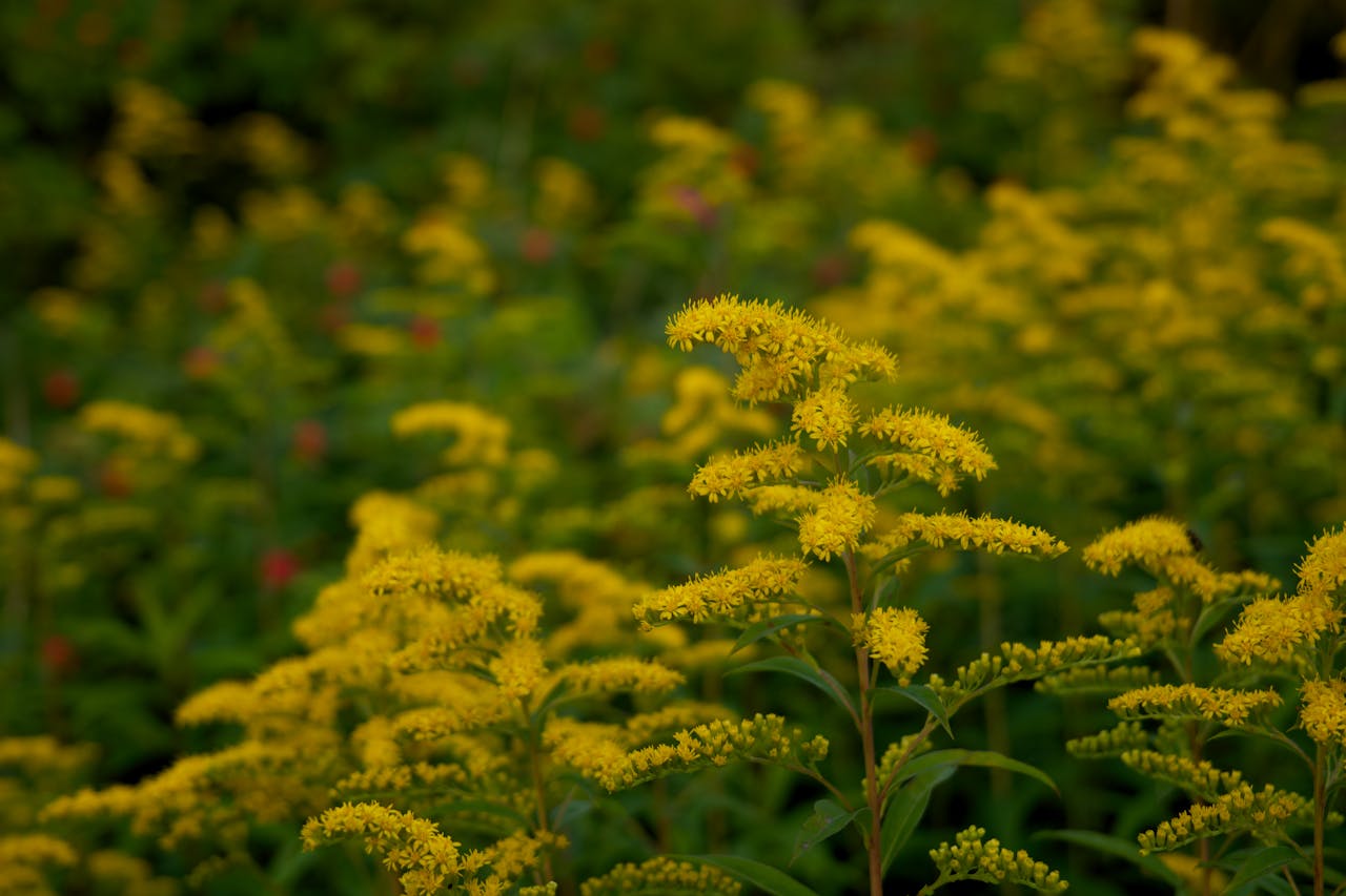 Bild von Goldrute gelbe Blüte